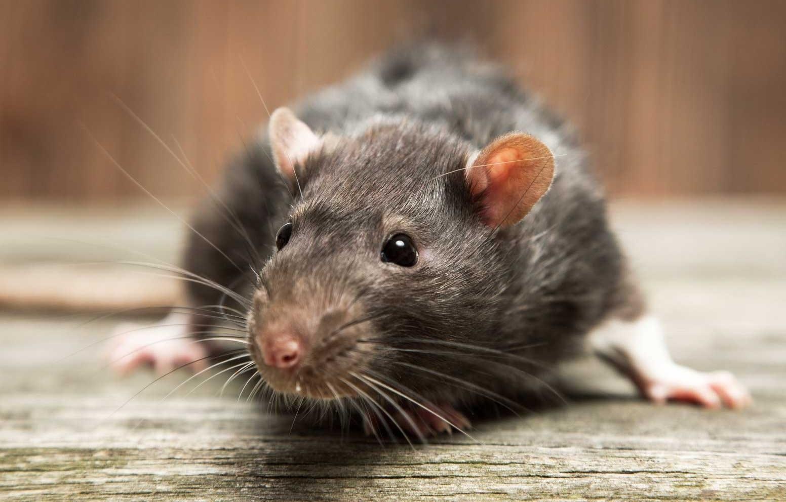 Tham hoa chuot to nhu meo dang tan pha thi tran o New Zealand hinh anh