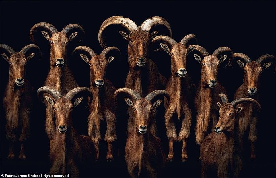 Bo anh dong vat tuyet dep anh 10