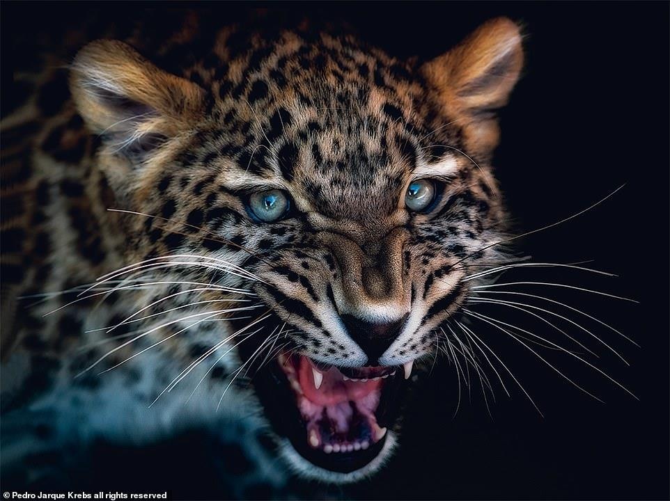 Bo anh dong vat tuyet dep nhu dang tao dang truoc ong kinh hinh anh