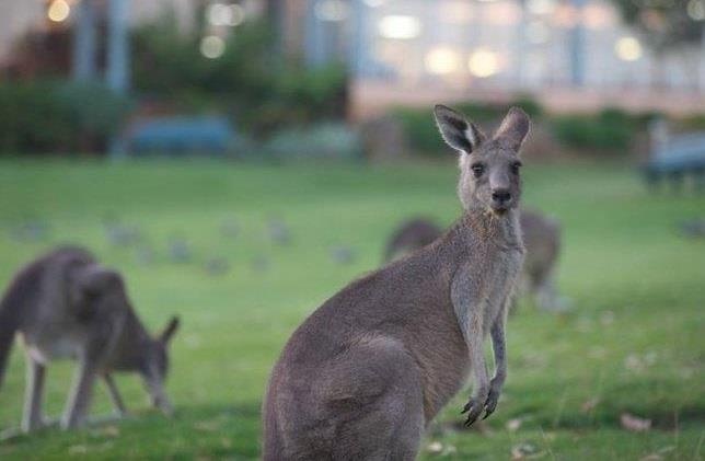 Choi golf cung 300 con kangaroo tai Australia hinh anh