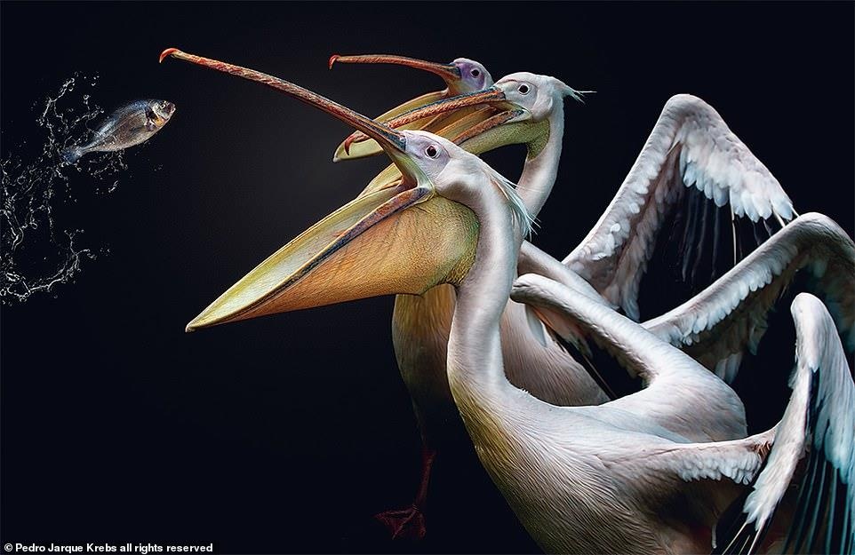 Bo anh dong vat tuyet dep anh 4