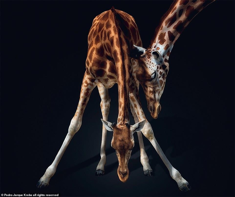 Bo anh dong vat tuyet dep anh 5