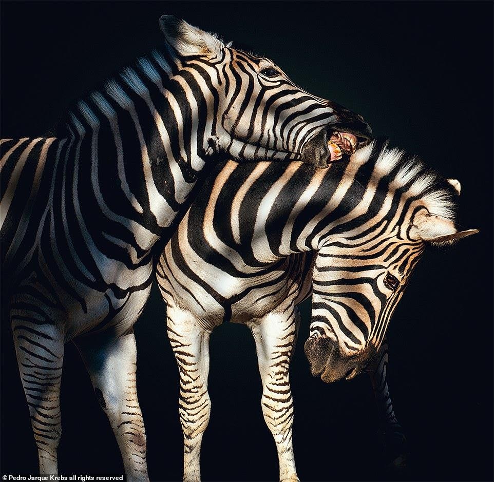 Bo anh dong vat tuyet dep anh 6