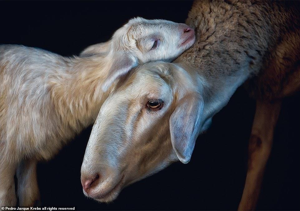 Bo anh dong vat tuyet dep anh 7