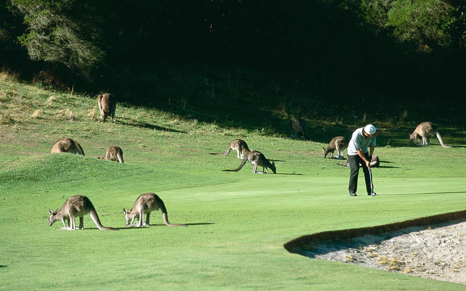 Sân golf tại Australia ảnh 1 San golf tai Australia anh 1