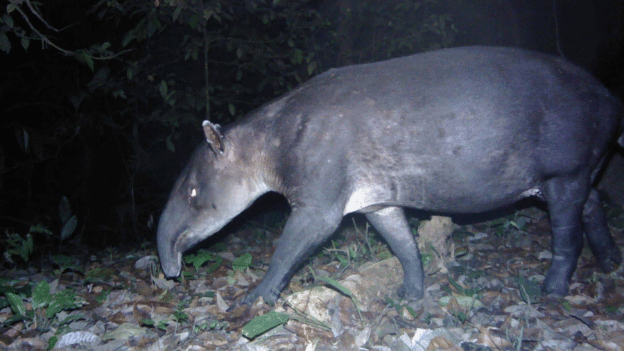 Dong vat tuyet chung duoc tim thay anh 14