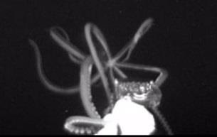 Can canh muc khong lo duoi day bien lan dau duoc ghi lai hinh anh