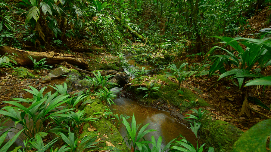 Dong vat tuyet chung duoc tim thay anh 2