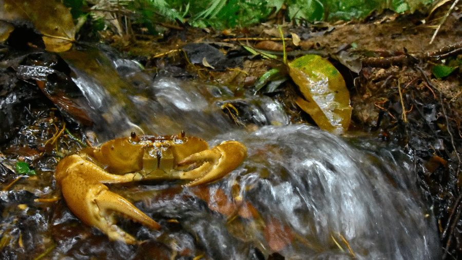 Dong vat tuyet chung duoc tim thay anh 5