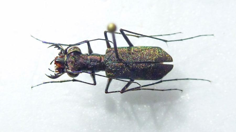 Dong vat tuyet chung duoc tim thay anh 9