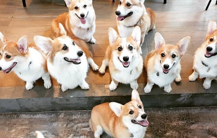 Quan ca phe Corgi sieu de thuong hut khach o Thai Lan hinh anh