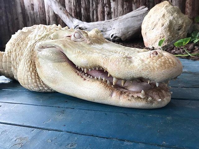 Ca sau trang o Florida anh 2