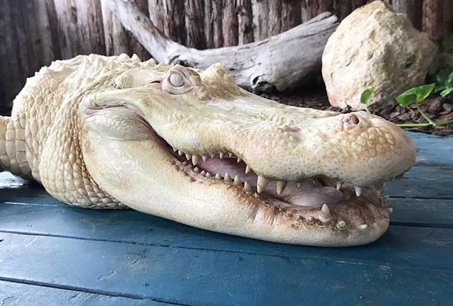 Ca sau trang cuc hiem trong cong vien o Florida hinh anh