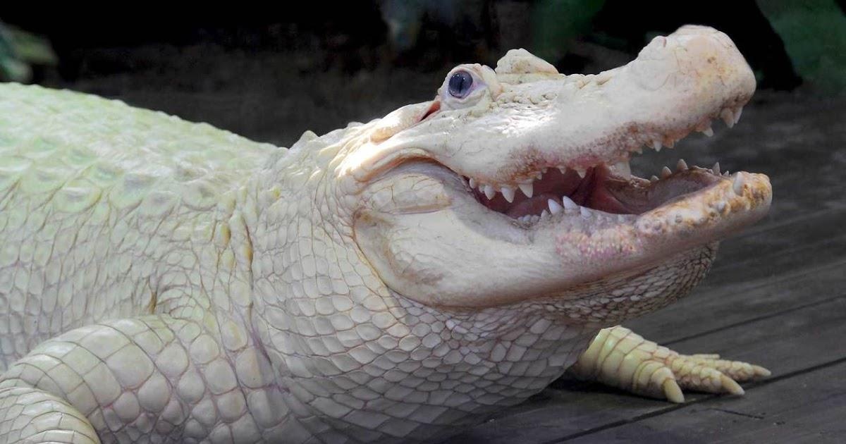 Ca sau trang o Florida anh 1