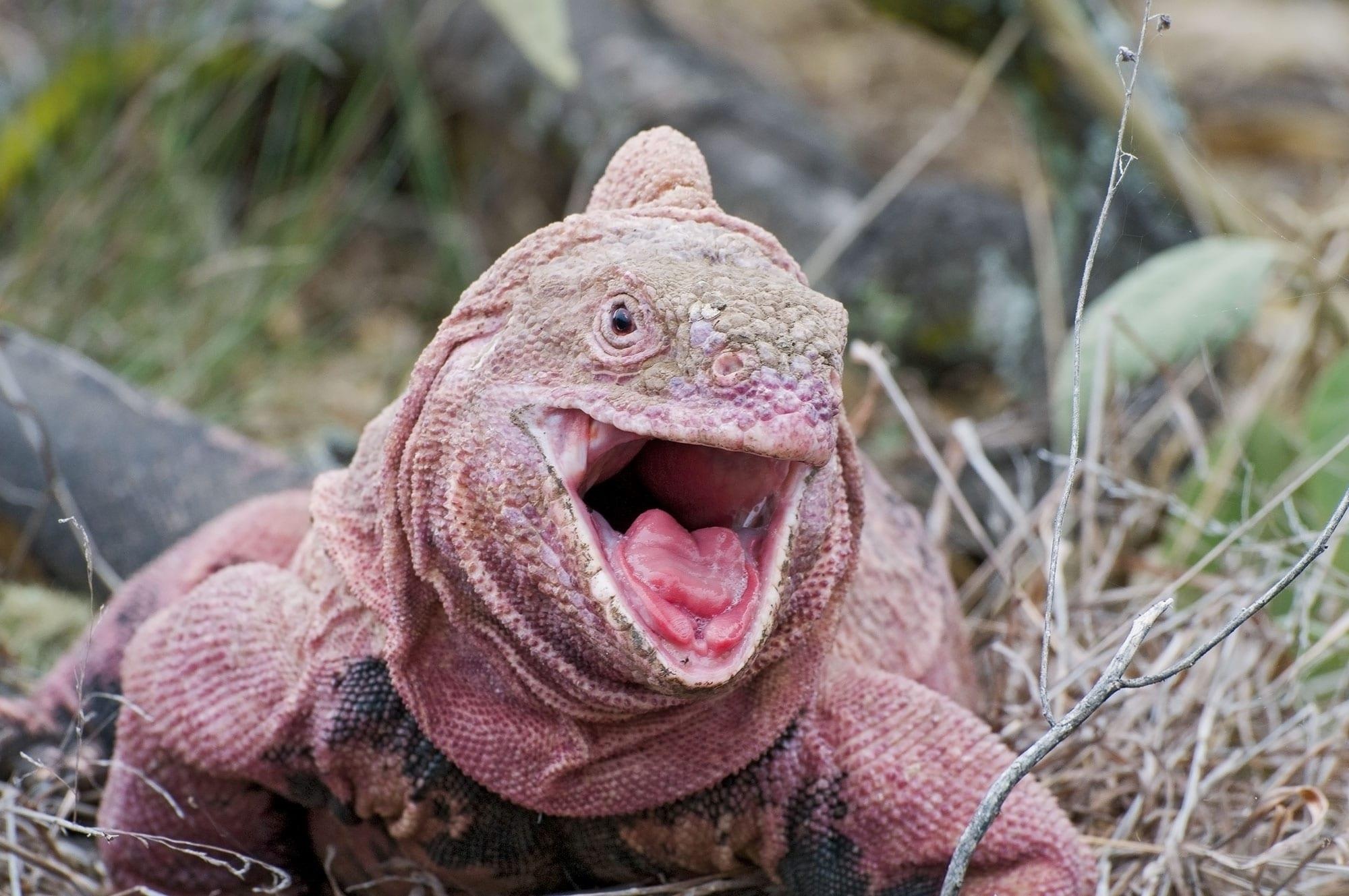 9 dong vat la cua quan dao Galapagos anh 2