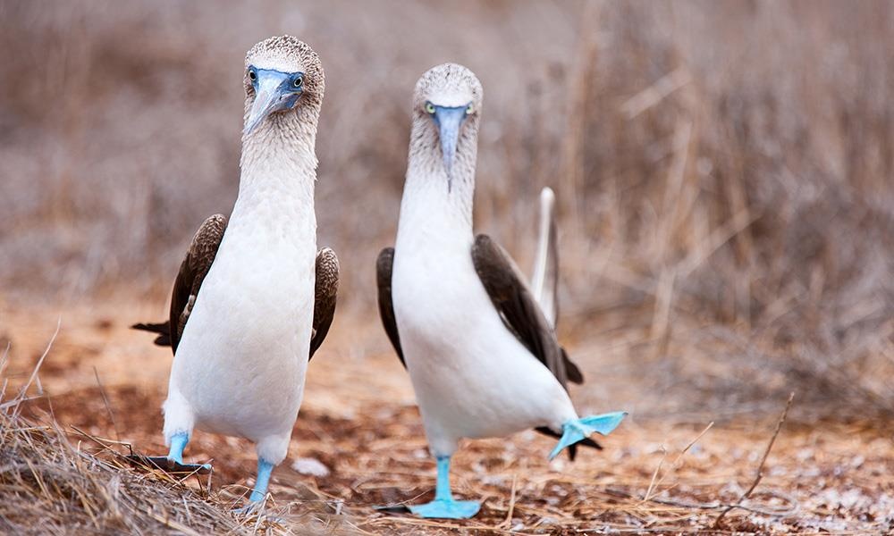 9 dong vat la cua quan dao Galapagos anh 4