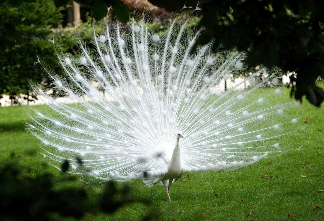 Bo anh dong vat bach tang anh 8