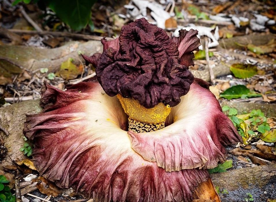 Cay hoa quai vat ky la anh 4