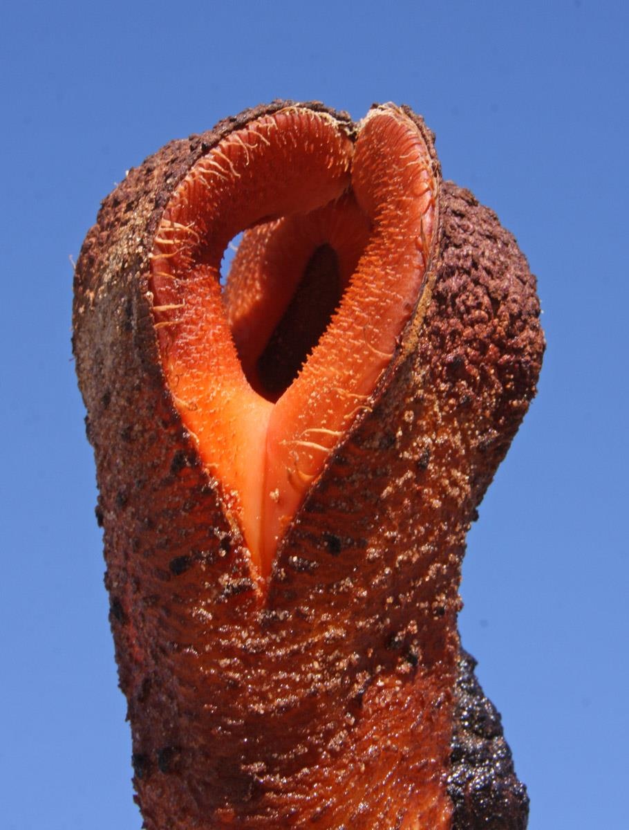 Cay hoa quai vat ky la anh 8