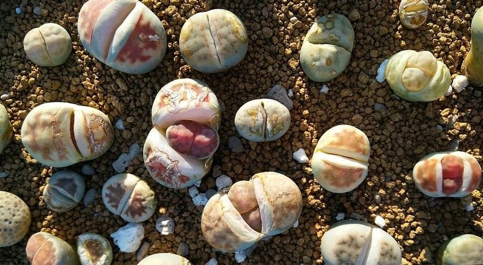 Cay hoa quai vat ky la anh 10