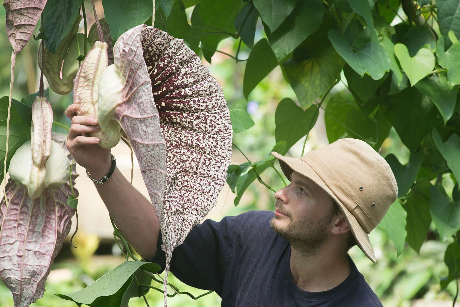 Cay hoa quai vat ky la anh 7