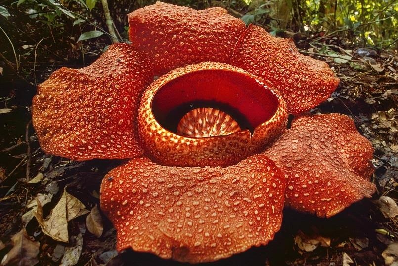 Nhung cay hoa 'quai vat' co ve ngoai ky di nhat the gioi hinh anh