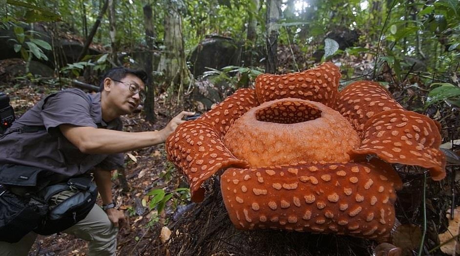 Cay hoa quai vat ky la anh 2