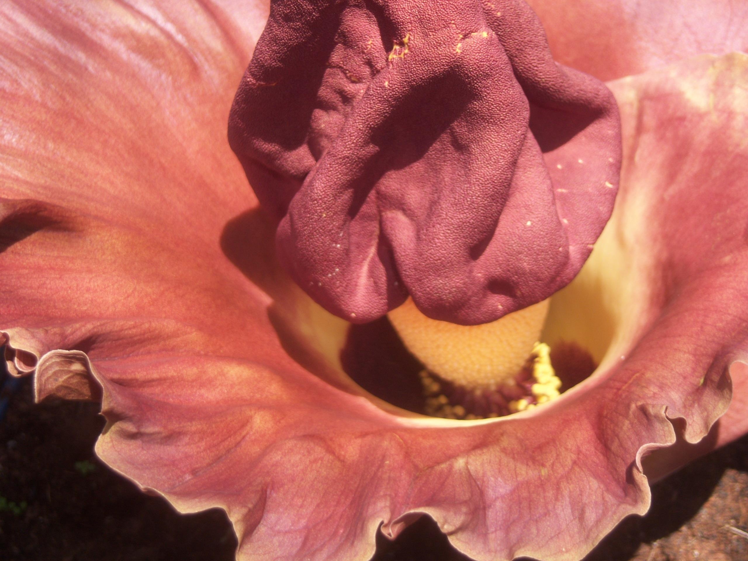 Cay hoa quai vat ky la anh 5