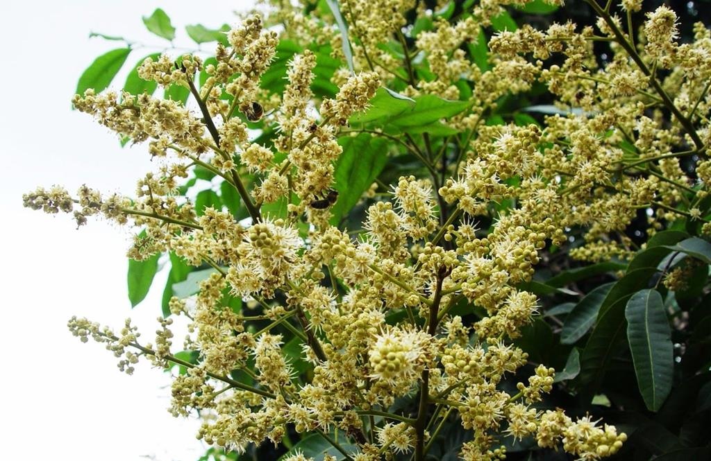 Nhãn lồng là đặc sản của tỉnh nào ảnh 6 Nhan long la dac san cua tinh nao anh 6