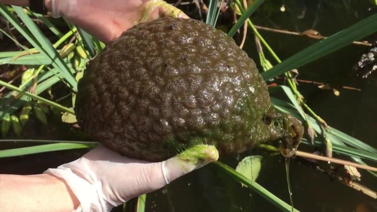 Phat hien sinh vat ky quai, hinh dang nhu bo nao hinh anh