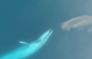 Loai dong vat lon nhat lich su san moi the nao? hinh anh