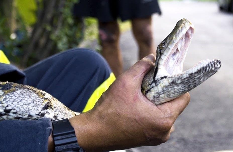 Biet doi bat ran, khong giet hai ma mang tha o Bangkok hinh anh