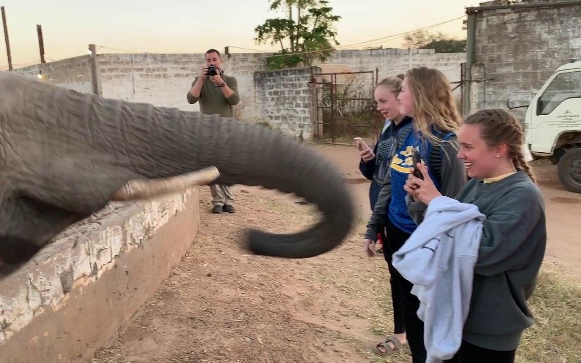 Voi bat ngo 'danh yeu' nu du khach khi bi chup anh hinh anh