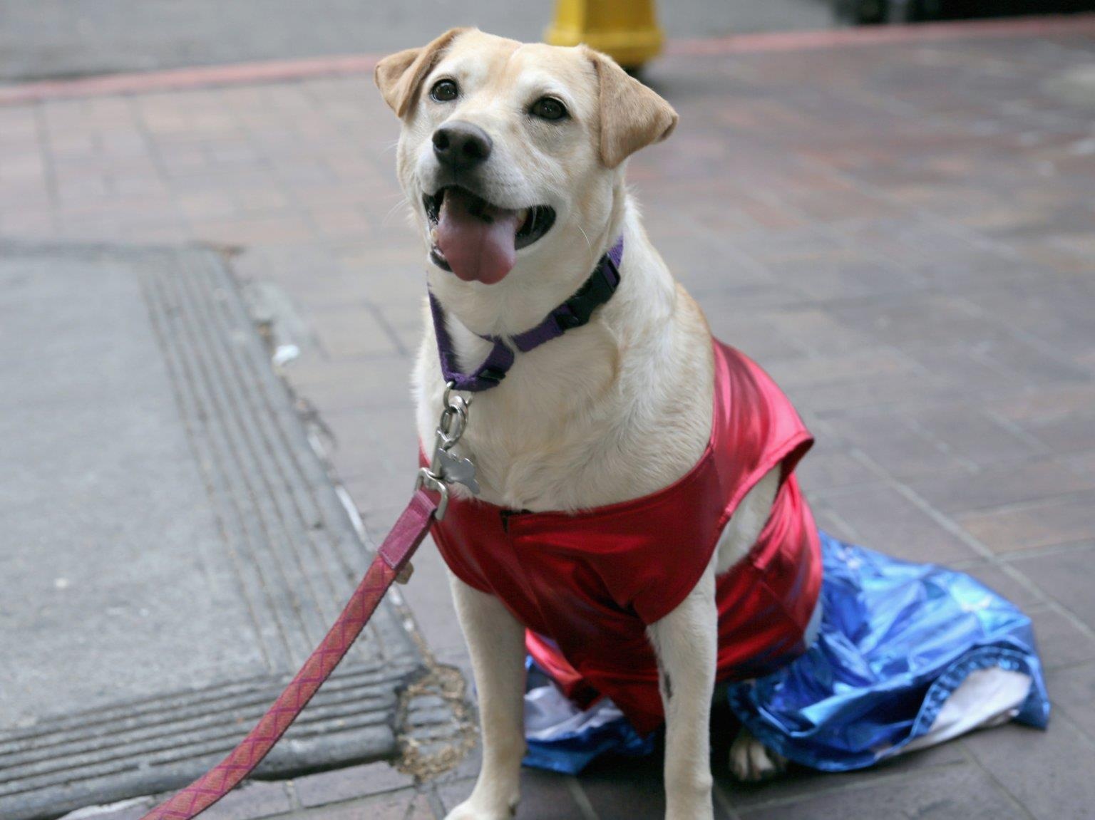 Le hoi cosplay cho cho anh 9