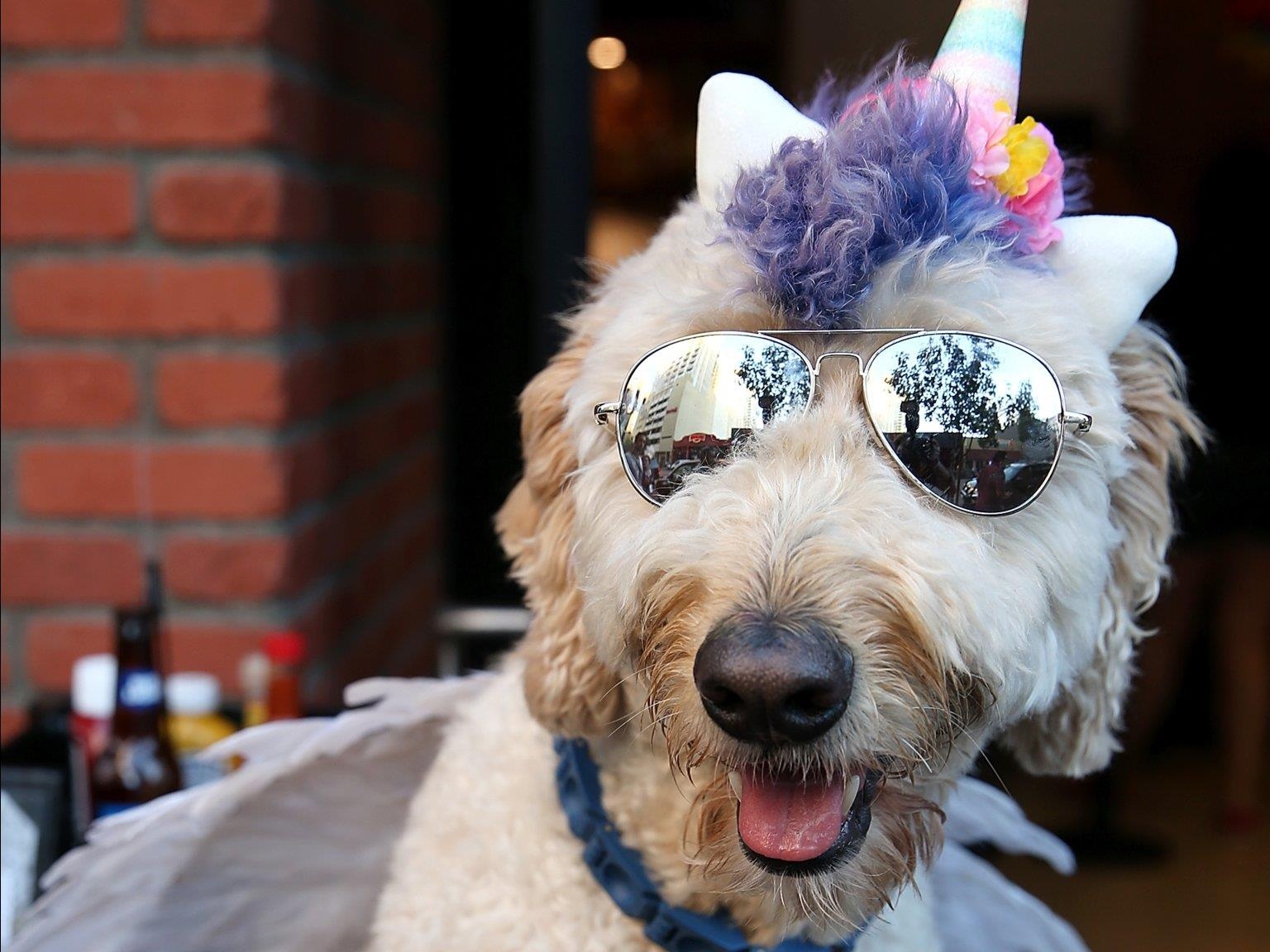 Le hoi cosplay cho cho anh 10