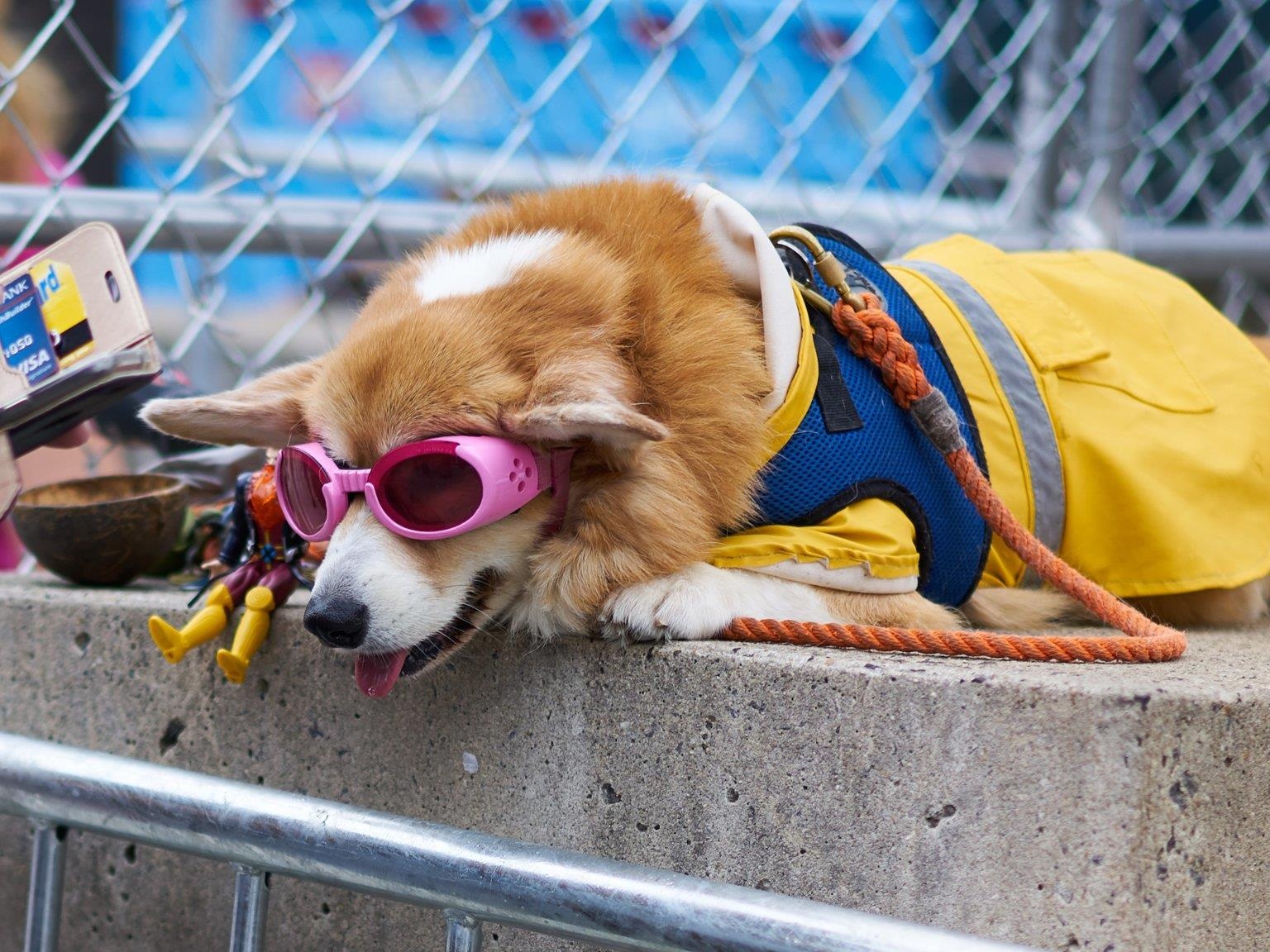 Le hoi cosplay cho cho anh 11