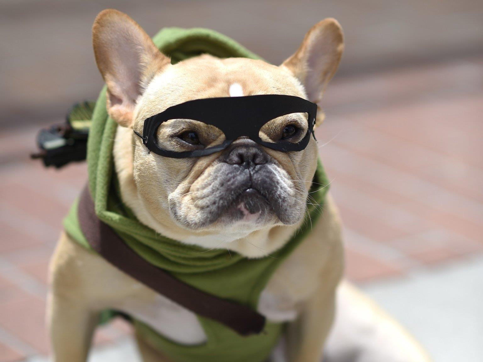 Le hoi cosplay cho cho anh 12