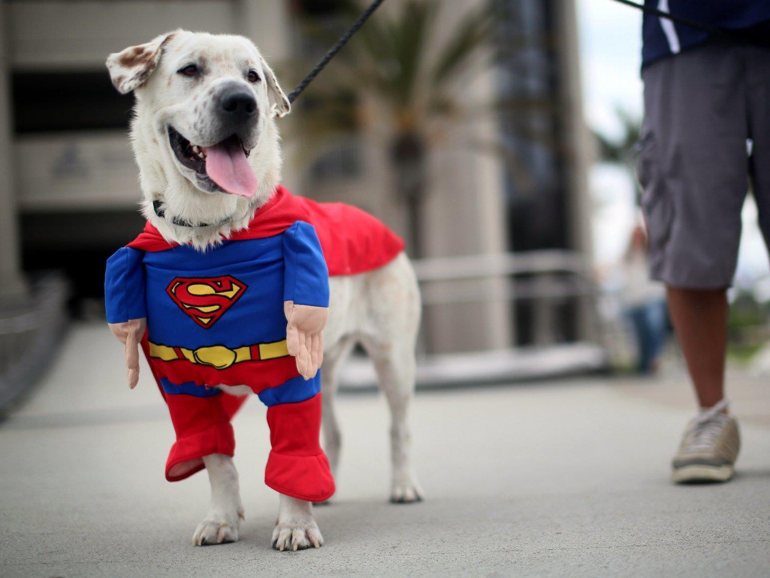 Le hoi cosplay cho cho anh 13