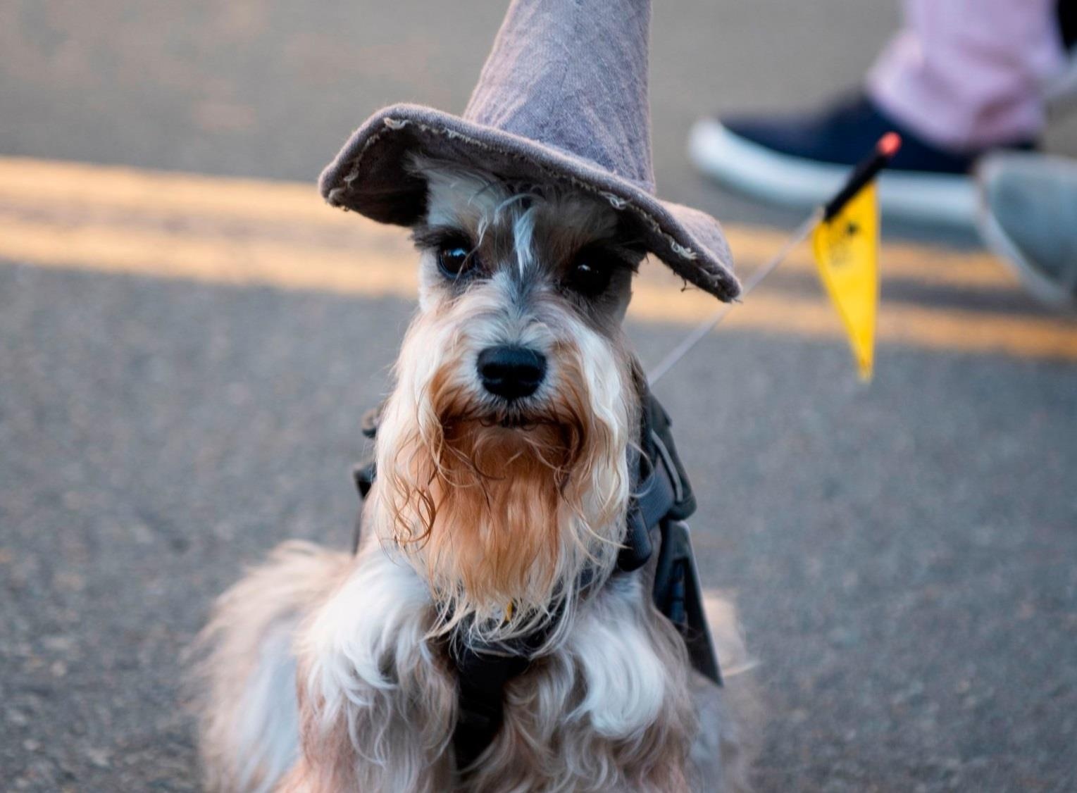 Le hoi cosplay cho cho anh 2