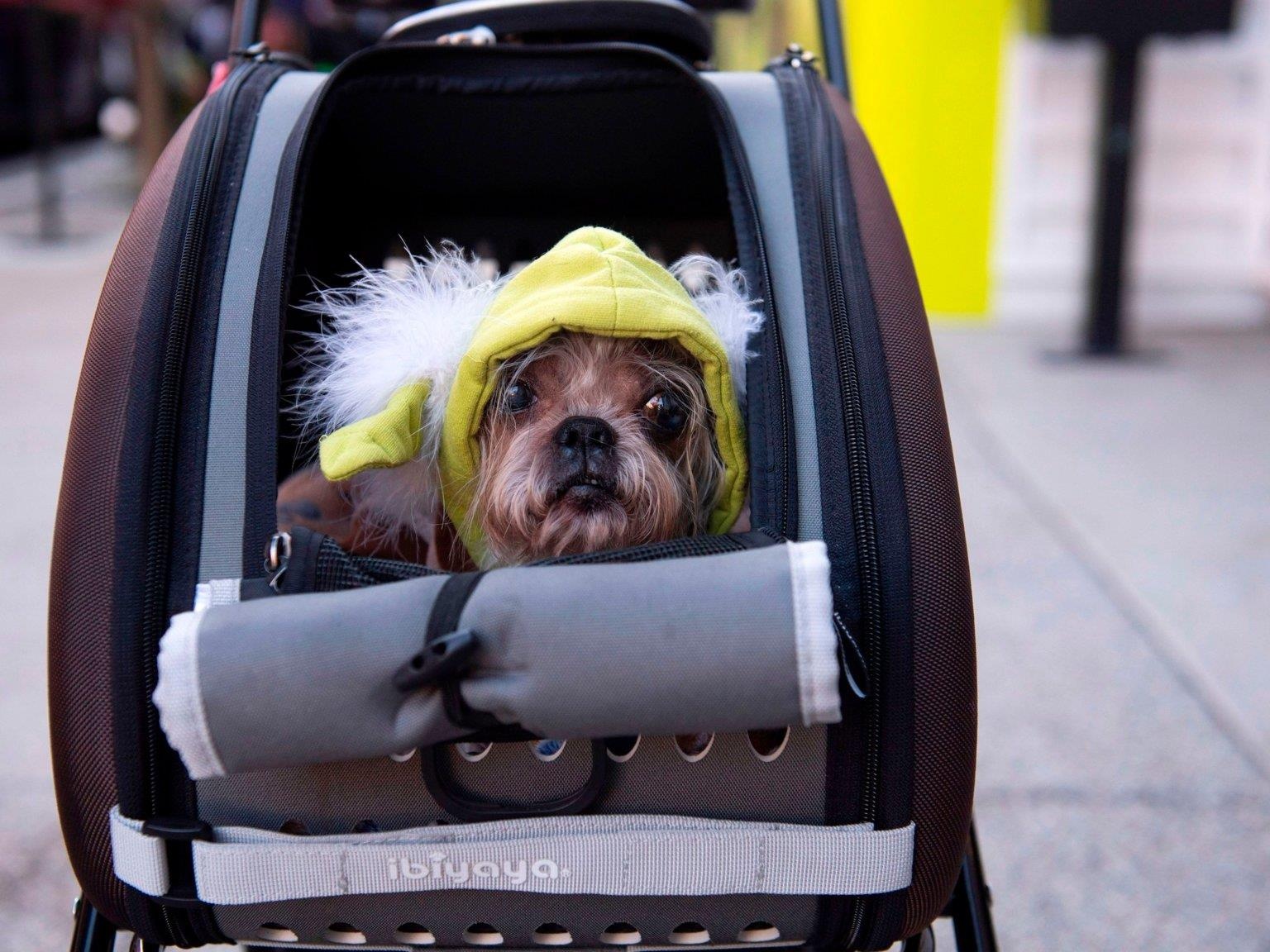 Le hoi cosplay cho cho anh 3