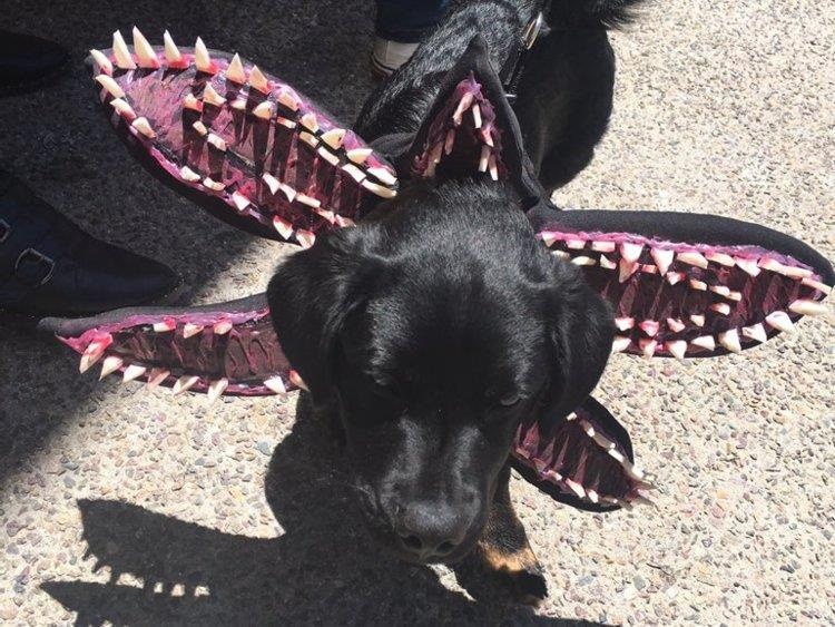 Le hoi cosplay cho cho anh 4