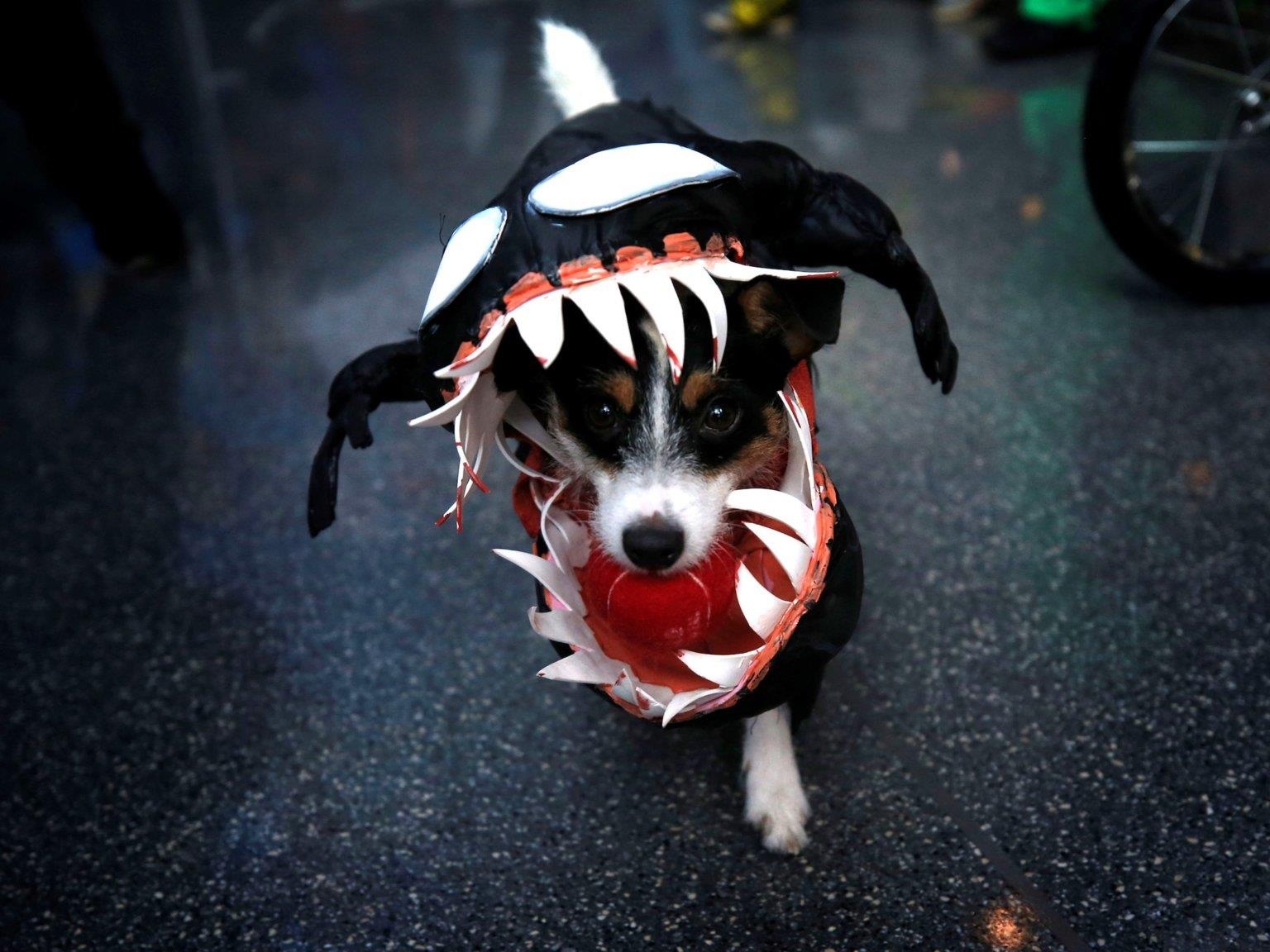 Le hoi cosplay cho cho anh 5