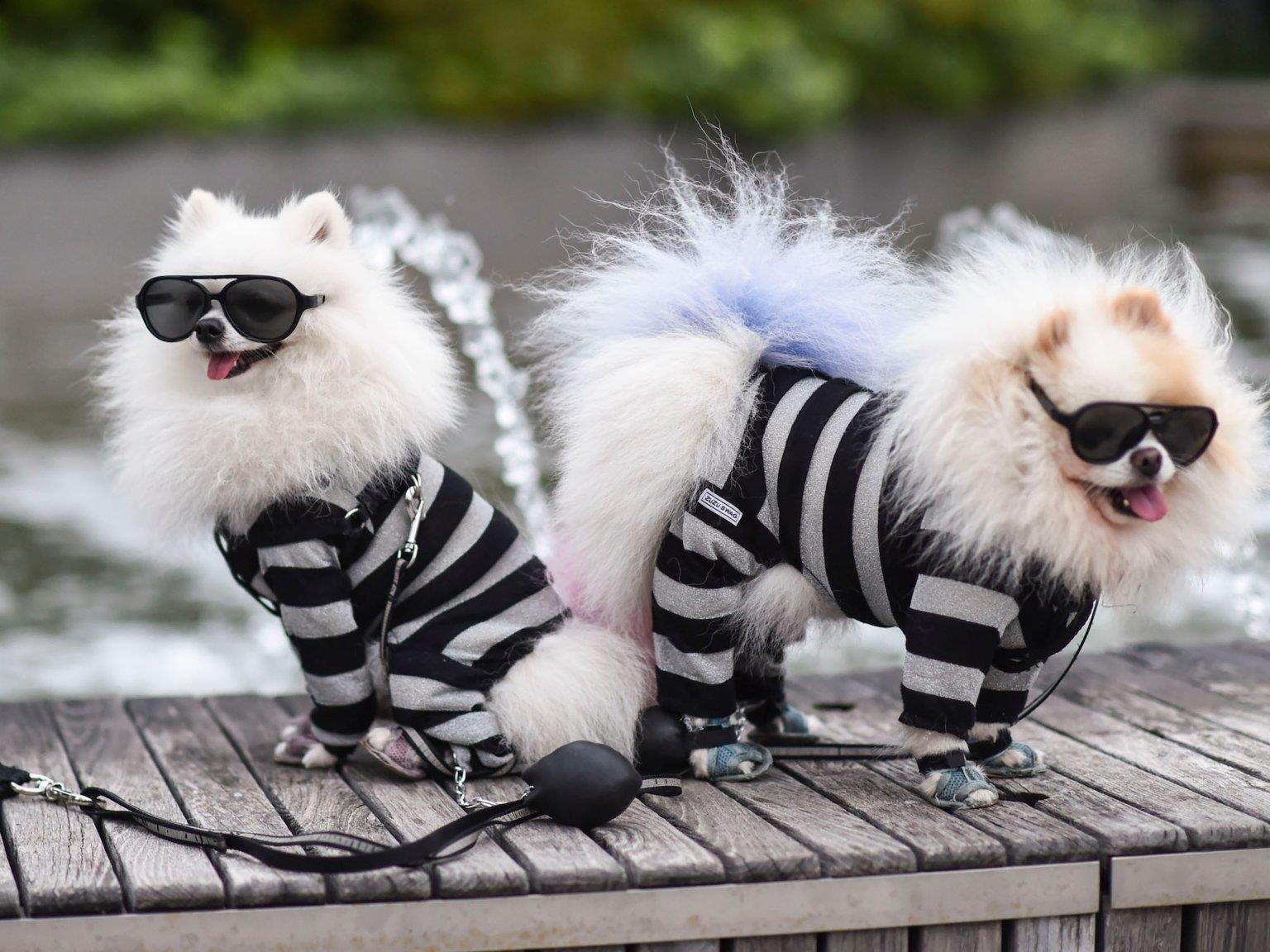 Le hoi cosplay cho cho anh 6