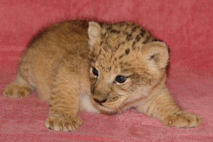 Dien vien su tu anh 9