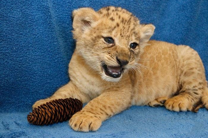 Ve de thuong cua Bahati, 'vua su tu' Simba ngoai doi thuc hinh anh