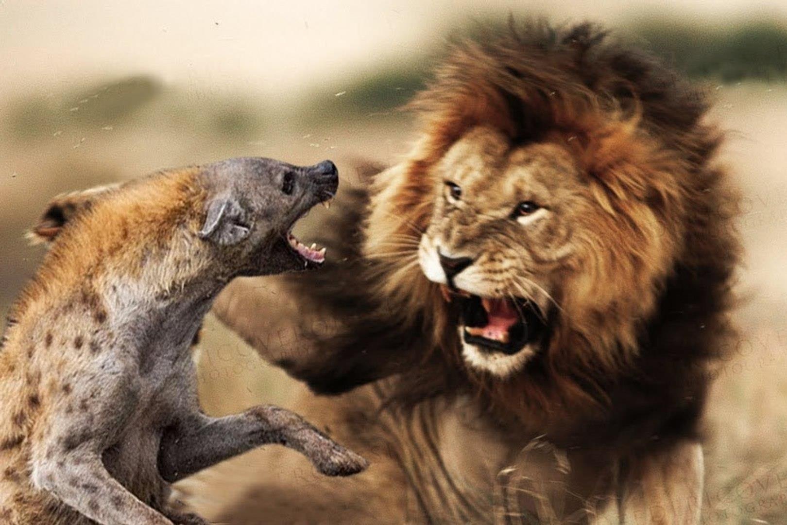 Cuoc giai vay 'vua su tu' bi dan linh cau tan cong hinh anh