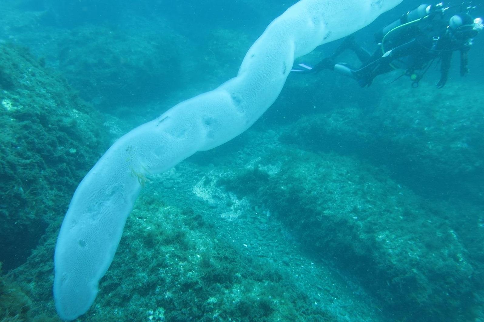 Phat hien giun bien khong lo, dai 8 m giua long dai duong hinh anh