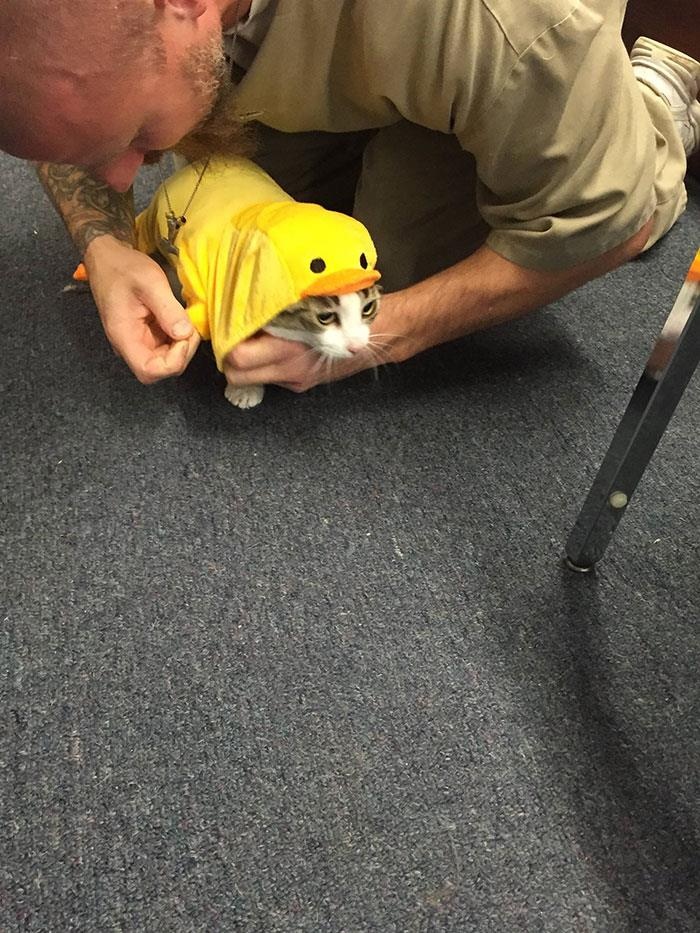 Nuoi meo trong nha tu o My anh 5