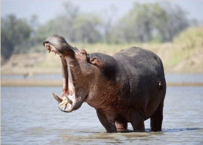 Vi sao ha ma o ca ngay duoi nuoc van khong biet boi? hinh anh