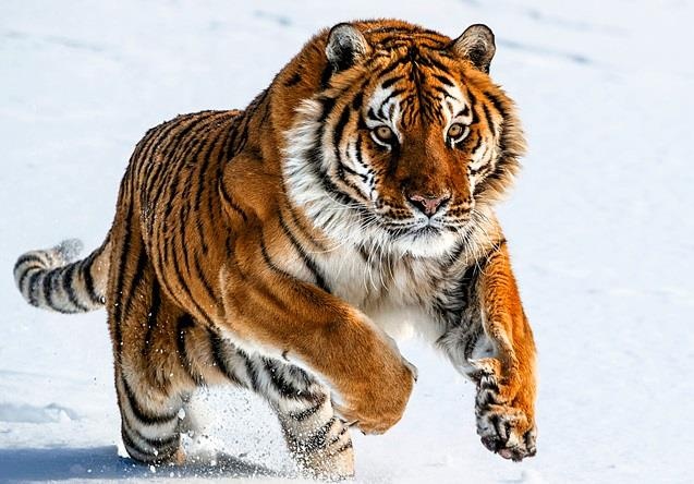 'Loai meo' lon nhat hanh tinh to den muc nao? hinh anh